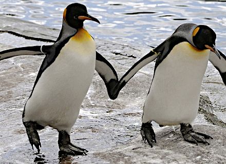 Гомосексуалистов же особенно много среди пингвинов